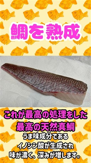 【魚を締めます！】釣れた真鯛に最高の処理を施して絶品握り寿司にしました！#魚の熟成 #釣り #タイラバ #握り寿司 #寿司 #お寿司 #血抜き #神経締め #脳締め #脳天締め