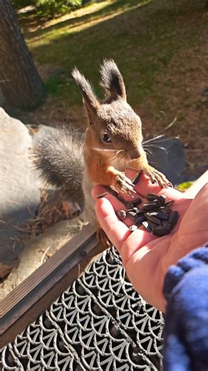 Little Chipmunk 🐿️#feeding #cute #hungry #food #squirrel #love #shorts #youtubeshorts