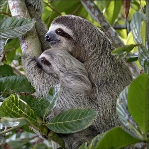 So cute | Sloth Lovers