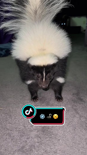 Skunk Awakens from Winter Slumber: Adorable Moments
