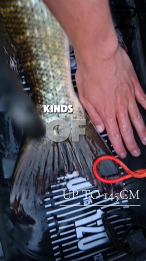 Predator Zone measure mat in action. This 116 cm pike safely measured on a fish friendly surface with protective foam padding and a full 140 cm measuring length, allowing for quick accurate recording before release. Practical fish care. Accurate results. Built for real predator sessions. This February, receive a FREE Predator Zone bait bag when you spend £40 or more online, with free UK shipping on orders over £50. Available now, see link in bio. #PredatorZoneFishing #PikeFishing #PredatorAnglin