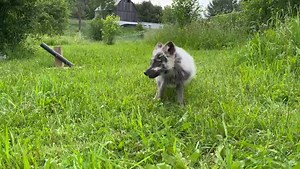 CHANGING COLOURS The arctic fox is the only fox that changes coat colour. Mystic our permanent arctic fox is a little behind this year changing into her summer coat. In a couple more weeks, she’ll be all grey! #wildlife #arctic #arcticfox #foxes | Aspen Valley Wildlife Sanctuary