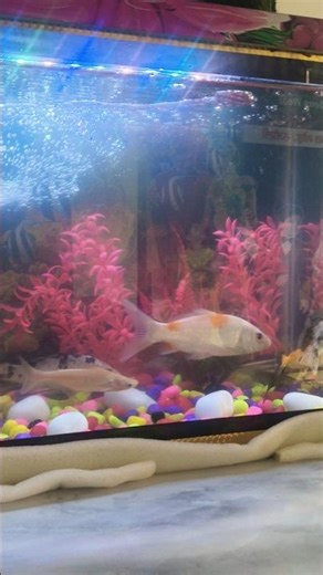 New Tetra Aquarium Setup Aquarium Tank | Home Innovations| #shorts #aquarium #fish #youtube