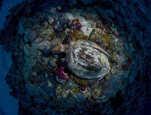 Responsible Development - Red Sea Global