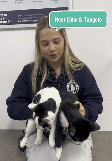 Cat Protection Vic on TikTok