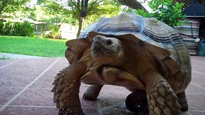 Speedy_s _Big O_ --- Turtlegasm__