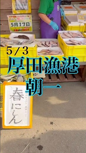 ５月３日【厚田漁港朝一】サクラマスとワタリガニとニシンの開き購入 #北海道釣り #朝一