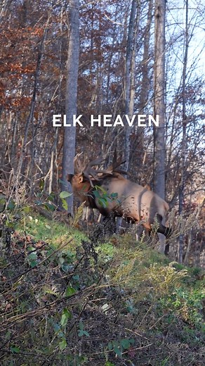 Experience premier elk hunting in the heart of the Appalachian Mountains. 🦌 From the sound of a bugling bull at first light to the moment you wrap your tag around an incredible trophy, every hunt at Gopher Ridge Farms is an adventure you'll never forget. If an elk hunt has been on your bucket list, there's no better time to make it happen. Visit www.gopherridgefarms.com to learn more and reserve your hunt. #elk #bullelk #elkhunt #bugle #hunt