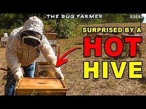 I ran into a HOT hive while feeding the bees. | Fall beehive Preparation.