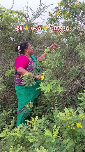 తంగేడు చెట్టు ఉపయోగాలు చూద్దాం పార్ట్ 1