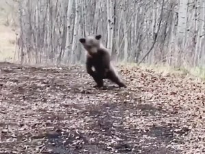 'Dance like nobody's watching': Bear cub dancing in forest wins the internet - #Watch viral video | Northeast Today