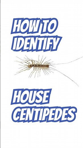 House Centipedes Identification | DoMyOwn.com