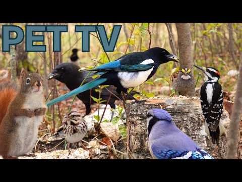 SWEET BIRDS SINGING & SQUIRRELS 🐿️ 8 Hours of Spring for Cats, Dogs, & People (Cat TV • Dog TV)