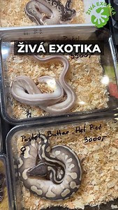 Živa exotika 🌿🐍🐊 | ŽIVÁ EXOTIKA
