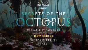 Paul Rudd to Narrate National Geographic Secrets of the Octopus | Chip and Company