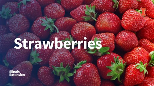 Picking, preparing, and storing strawberries