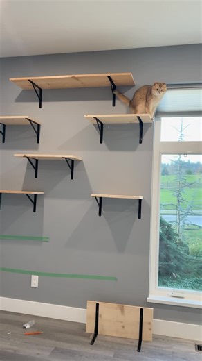 Daniel Foster on Instagram: "I built a cat wall ! You can find a link to the adhesive scratch mats and the green sisal rope directly in my bio"
