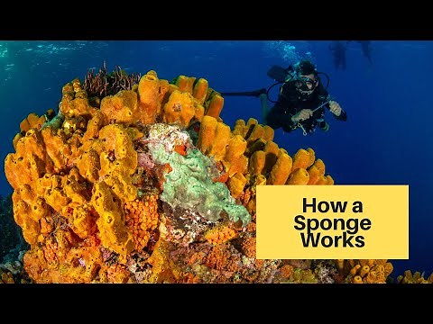 How a Sponge Works