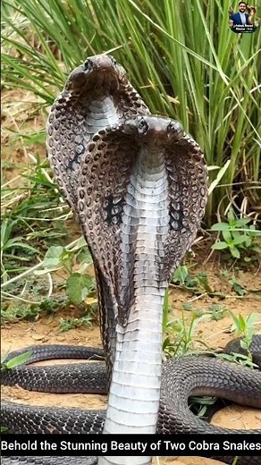 Behold the Stunning Beauty of Two Cobra Snakes #snake #wildliferescue #cobra #wildlifeentertainment