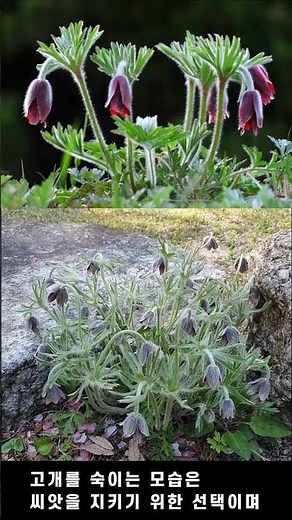 The reason why pasqueflowers bow their heads #FlowerDescription #Pasqueflower