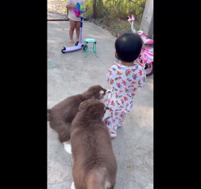 Alaskan Malamute puppies play with delighted toddler