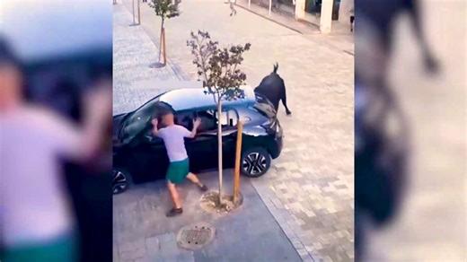 Incident en Espagne: Un taureau s'attaque à une Peugeot 208 mal stationnée