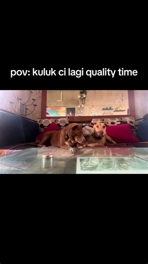 Enjoying Quality Time with Bali Dogs