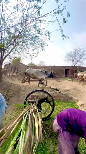 High Quality Speeder Oxen Chaff CutterMachine On #shortsfeed #farming #shortvideo #shorts