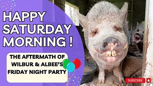 5.2K views · 245 reactions | Episode 23,789: The Goats get stuck, Scruffaluffagus does his happy food dance, Betty White has a bad hair day & Wilbur & Albee throw a partyHAPPY SATURDAY SANCTUARY FAM! | Alyssa’s Animal Sanctuary | Facebook