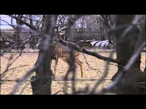 Whitetail Deer Hunting | The Barbwire Buck