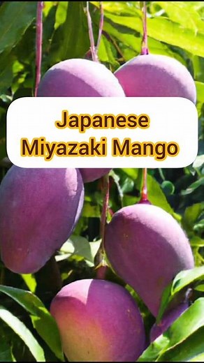 #mango fruit The Japanese Miyazaki mango,tree plantation