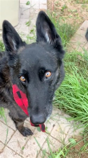 MY DOG DISAPPEARED IN THE WEEDS🤣LUNA THE DUTCH SHEPHERD #funnyanimals #funny #dog #dutchshepherd