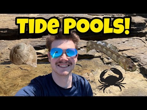 Exploring Sea Creatures at the Cabrillo Tide Pools!