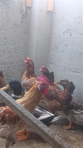 Hens Cage Setup | Hens and Ducks together | Chicken Cage #chicken #chickenduck #backyardchickens