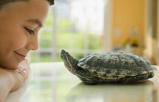 How Do You Know If a Turtle Is Happy? 10 Key Signs | LoveToKnow Pets
