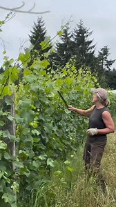 Vineyard hedging with style #thewinearound #wine #vineyard #grapes | Thewine Around