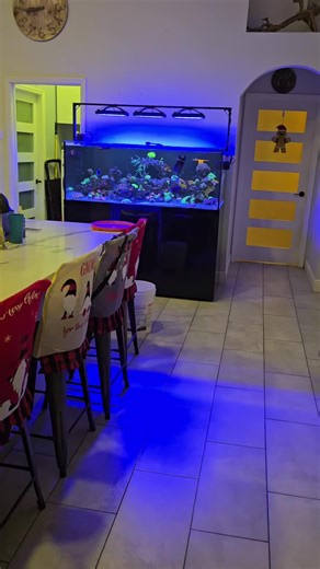Tank update#animal #animalsoftiktok #petsoftiktok #pets #freshwateraquarium #zoanthids #reefaquarium #reeflights #proclear #a8se