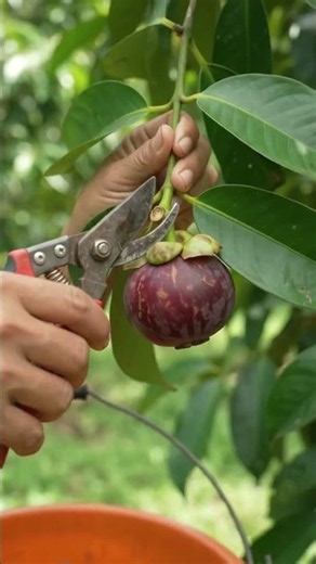 Fresh Mangosteen Harvest 💜 | Picking Ripe Mangosteens | Satisfying Fruit Harvest