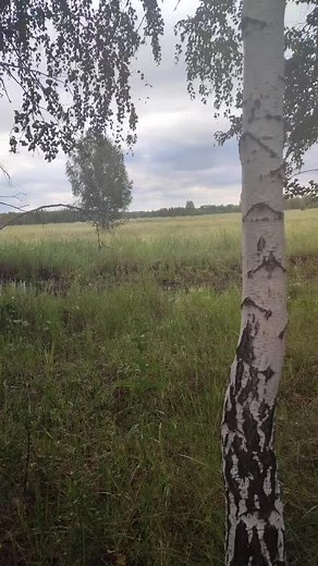 Exploring the Beauty of Birch Trees in Nature