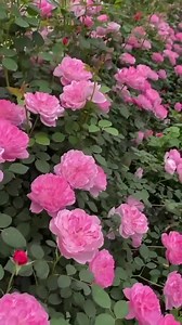 30 Seeds Blues Blue Rose Seeds, Rare Perennial Rose, Unique Garden Flower With Elegant Blue Blooms, Perfect for Pots, Borders & Home Garden - Etsy