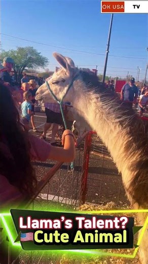 🇺🇸Llama Went CRAZY for This Cup??!!😂🦙 #cuteanimal