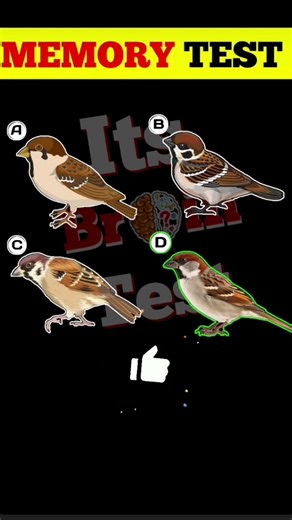 memory test challenge 🥵🥵🥵🥵🥵🥵🥵🥵🥵🥵🥵🥵🥵