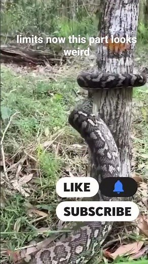 You’ve been thinking about pythons wrong this whole time… 🐍