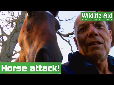 Horses 'ATTACK' during wildlife release! (FUNNY!)