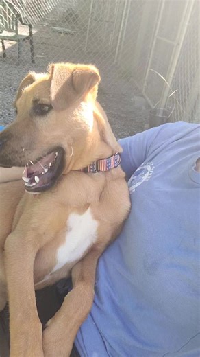Biff is a small dog honest! Or at least he thinks so 😆 Biff is a 7 month old, neutered male, Boxer/Hound mix, 35 pounds. He loves to cuddle and play ❤️. Let's find this puppy his forever home ❤️ We're open 12-5pm at 959 Gnatty Branch Rd, Sevierville, TN. #adoptme #adopt #adoptdontshop #shelterdog #shelterdogsrock #shelterpuppy | Sevier County Humane Society