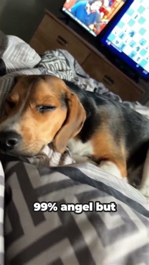 #shorts #puppy #cute #beagle #trendingshorts #foryou