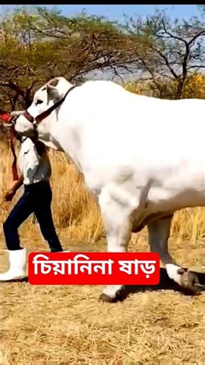 পৃথিবীর সবচেয়ে উঁচু জাতের ষাড়। Chianina bull #chianina
