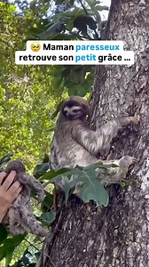 6.6K views · 10K reactions | L’amour maternelle 凉  C’est grâce à des ONGs telles que @jaguarrescuecentercr que des milliers d’animaux sauvages sont sauvés chaque année en Amérique latine. #ecologie #environnement #climat #nature #animallovers #animal #animaux | Merci pour l'info Jo | Facebook