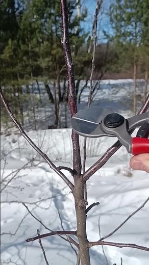🌳PRUNING APPLE TREE IN SPRING🍎branch competitor