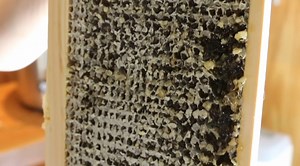 2.1K views · 11 reactions | If this is your first year to harvest honey, take a look at our video for ideas on how to uncap frames on a small scale. | Blue Sky Bee Supply | Facebook